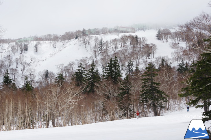 札幌国際スキー場 積雪豊富☆明日の営業最終日も、ほぼ全面滑走可能です!!